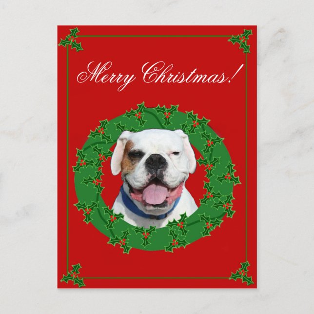 Christmas White Boxer postcard (Front)