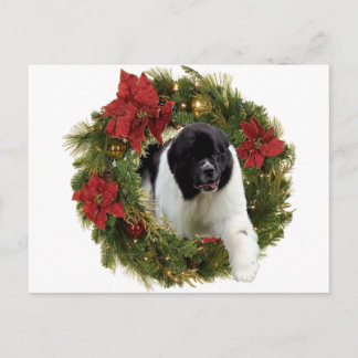 Christmas Wreath Newf Landseer Holiday Postcard
