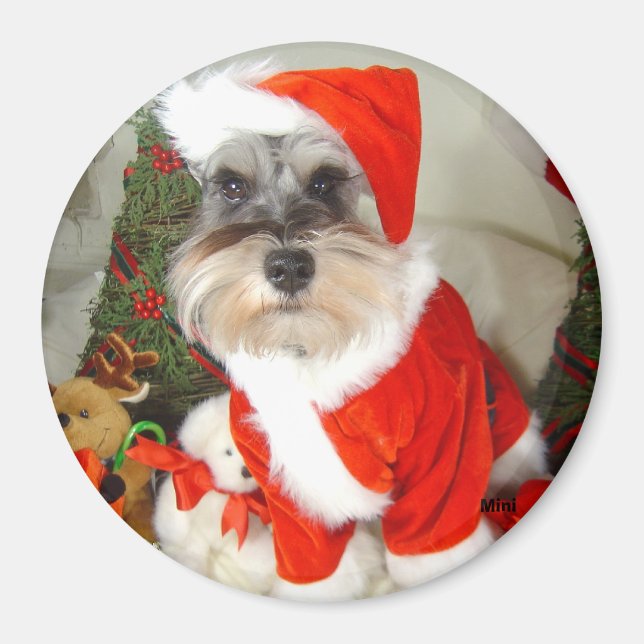 Christmas X'Mas Miniature Schnauzer Magnet (Front)