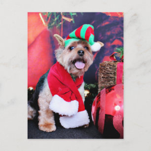 Christmas - Yorkie - Jake Holiday Postcard