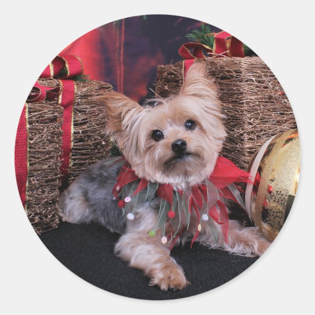 Christmas - Yorkshire Terrier - Vinnie Classic Round Sticker (Front)