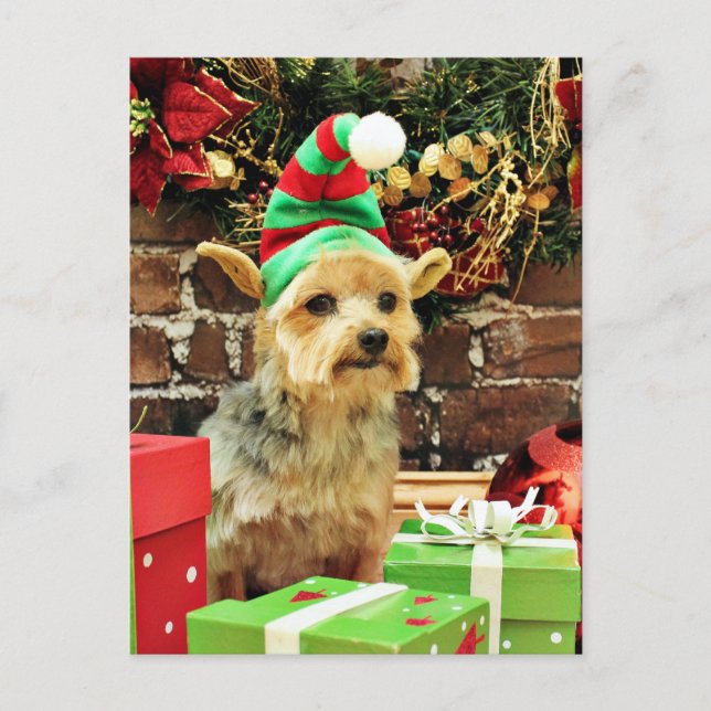 Christmas - Yorkshire Terrier - Vinnie Holiday Postcard (Front)