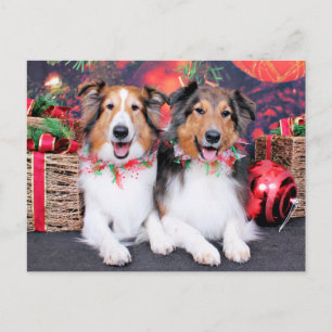 Christmas - Zena & Packer - Shelties Holiday Postcard