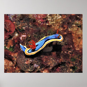 Chromodoris Nudi Poster