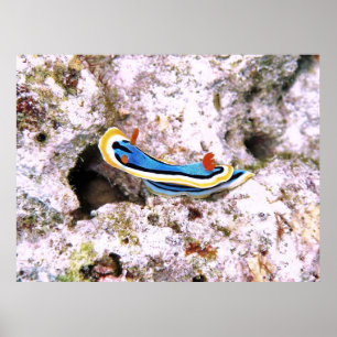 Chromodoris Poster