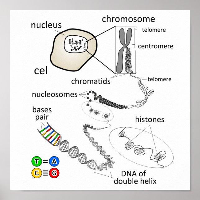 Chromosome Poster (Front)