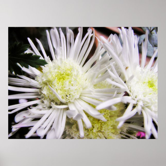 Chrybursta Poster (Front)