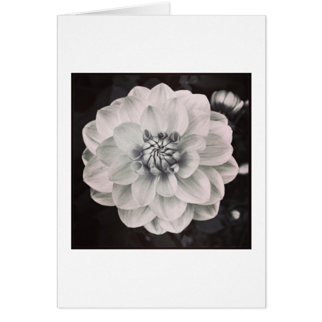 Chrysanthemum (Front)