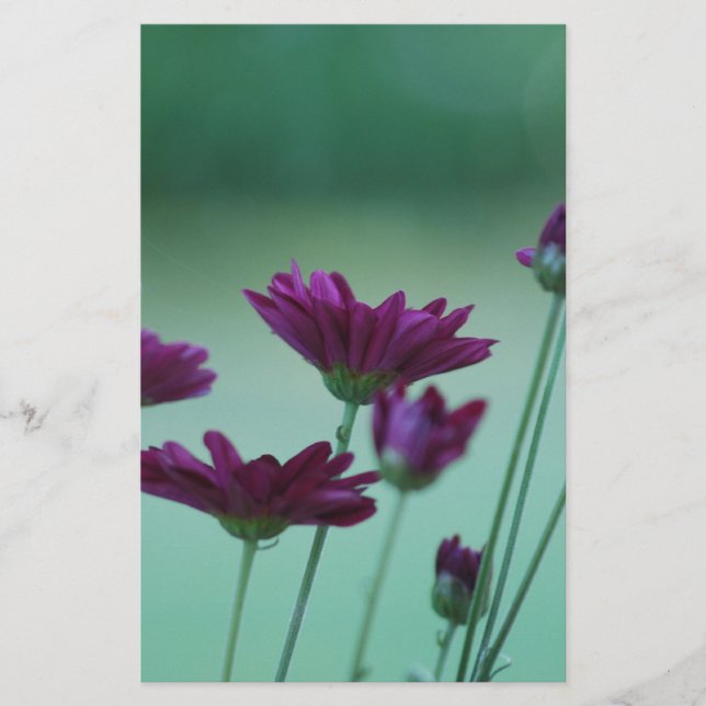 Chrysanthemum and meaning (Front)