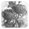 Chrysanthemum Black & White Square Stickers