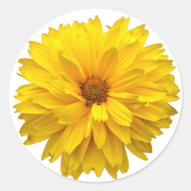 Chrysanthemum Classic Round Sticker (Front)