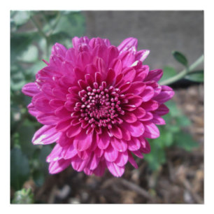 Chrysanthemum Dark Red Flower Poster