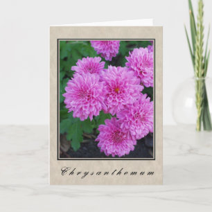 Chrysanthemum - Floral Series Card