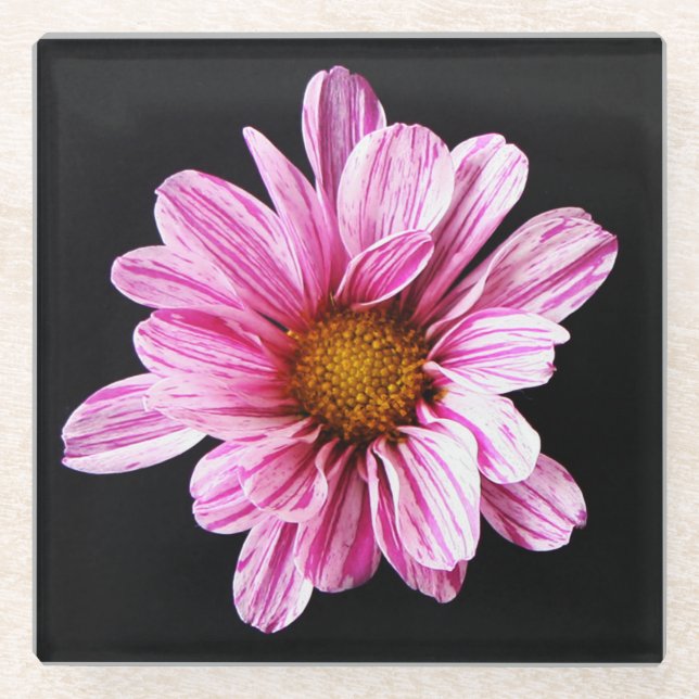 Chrysanthemum Flower coastercna Glass Coaster (Front)