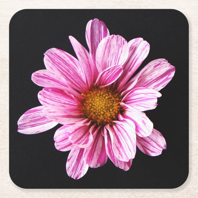 Chrysanthemum Flower coastercnm Square Paper Coaster (Front)