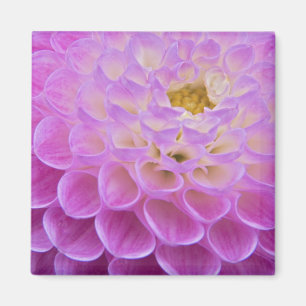 Chrysanthemum flower decorating grave site in magnet