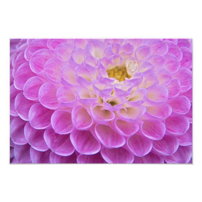 Chrysanthemum flower decorating grave site in photo print (Front)