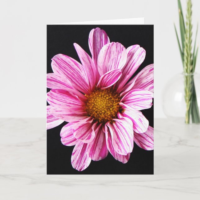 Chrysanthemum Flower gccnm Card (Front)