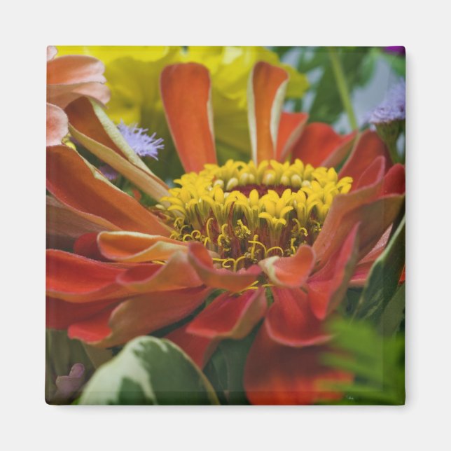 Chrysanthemum flower magnet (Front)