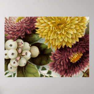Chrysanthemum Flower Mum Floral Poster