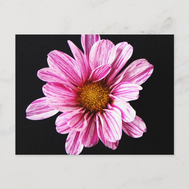 Chrysanthemum Flower pccna Postcard (Front)