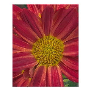 Chrysanthemum flower  photo print