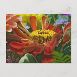 Chrysanthemum flower postcard