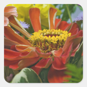 Chrysanthemum flower square sticker