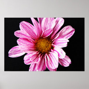 Chrysanthemum Flower wapcn Poster
