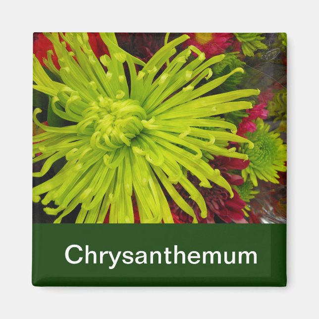 chrysanthemum flowers magnet (Front)