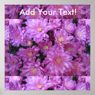 Chrysanthemum Group Plant Purple Poster