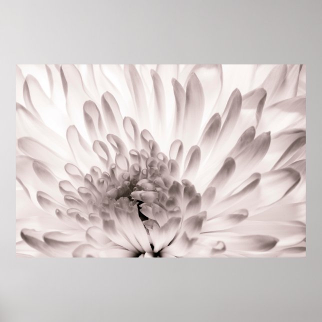 Chrysanthemum in full bloom. Close up macro of flo Poster (Front)