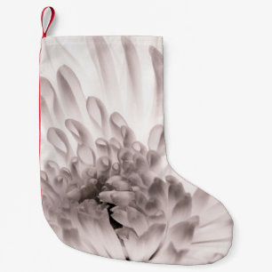 Chrysanthemum in full bloom. Close up macro of flo Small Christmas Stocking
