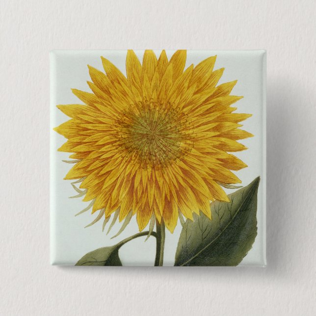 Chrysanthemum Indicum from 'Pythanthoza Iconograph 15 Cm Square Badge (Front)
