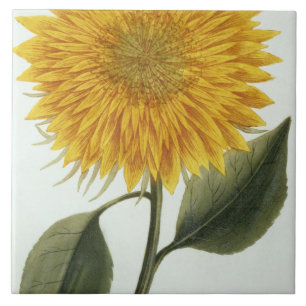 Chrysanthemum Indicum from 'Pythanthoza Iconograph Ceramic Tile