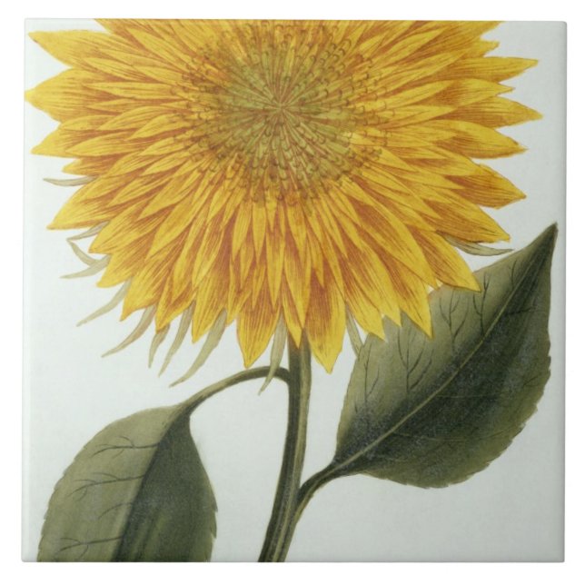 Chrysanthemum Indicum from 'Pythanthoza Iconograph Ceramic Tile (Front)
