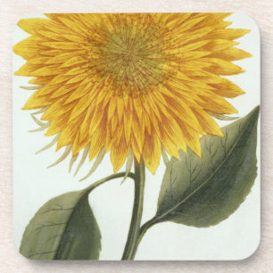 Chrysanthemum Indicum from 'Pythanthoza Iconograph Coaster