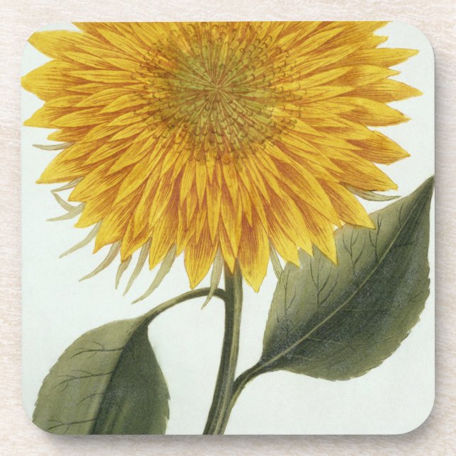 Chrysanthemum Indicum from 'Pythanthoza Iconograph Coaster (Front)