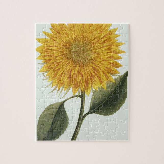 Chrysanthemum Indicum from 'Pythanthoza Iconograph Jigsaw Puzzle (Vertical)