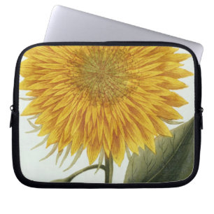 Chrysanthemum Indicum from 'Pythanthoza Iconograph Laptop Sleeve