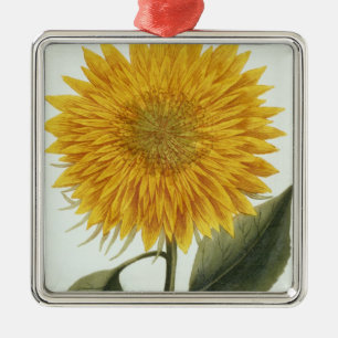 Chrysanthemum Indicum from 'Pythanthoza Iconograph Metal Ornament
