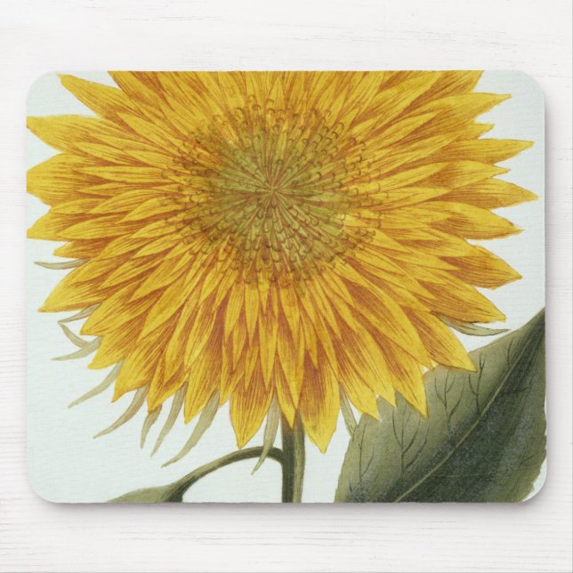Chrysanthemum Indicum from 'Pythanthoza Iconograph Mouse Pad (Front)