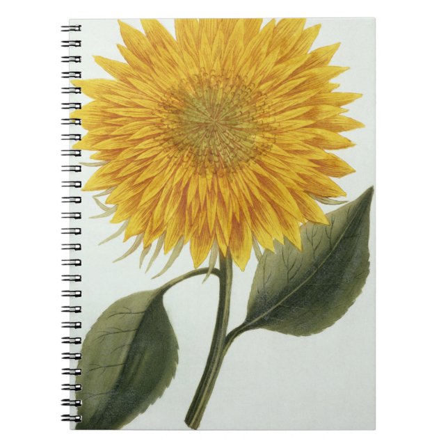 Chrysanthemum Indicum from 'Pythanthoza Iconograph Notebook (Front)