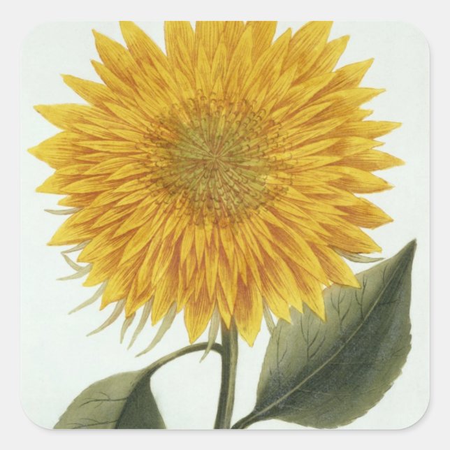 Chrysanthemum Indicum from 'Pythanthoza Iconograph Square Sticker (Front)