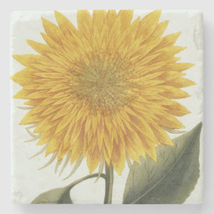 Chrysanthemum Indicum from 'Pythanthoza Iconograph Stone Coaster