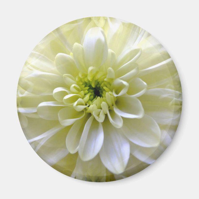 CHRYSANTHEMUM MAGNET (Front)