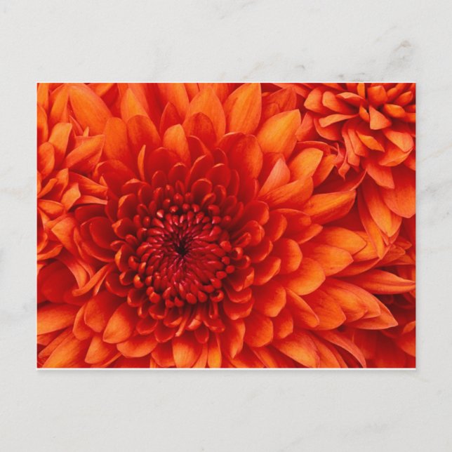 Chrysanthemum Post Card (Front)