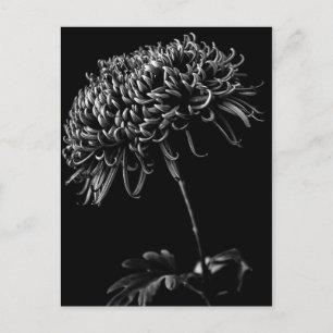 Chrysanthemum Postcard