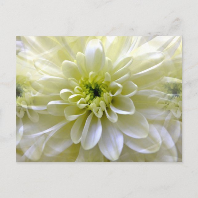 CHRYSANTHEMUM POSTCARD (Front)