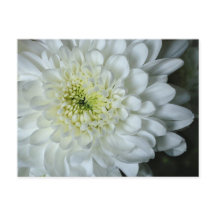 Chrysanthemum Postcard